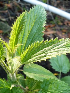Fermented stinging nettle tea - recipe and steps to prepare and use it